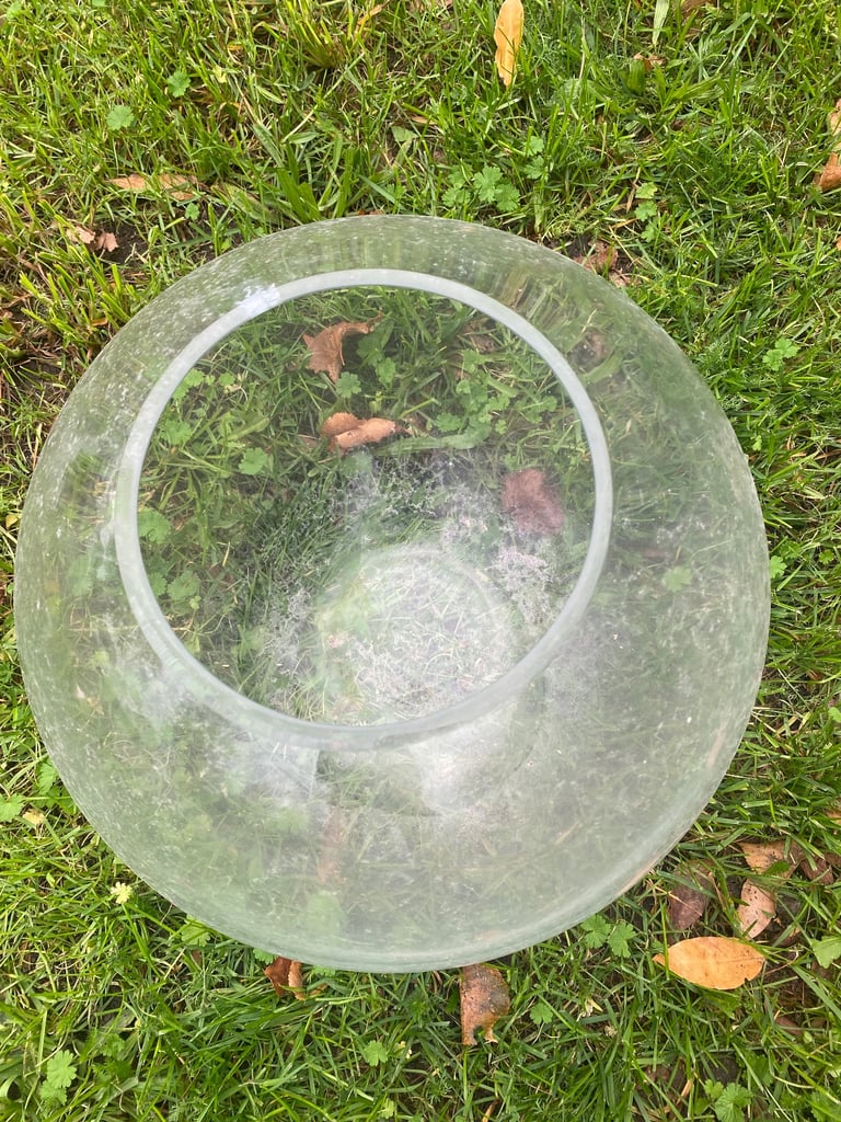 image for 🌱 Giant terrarium bowl