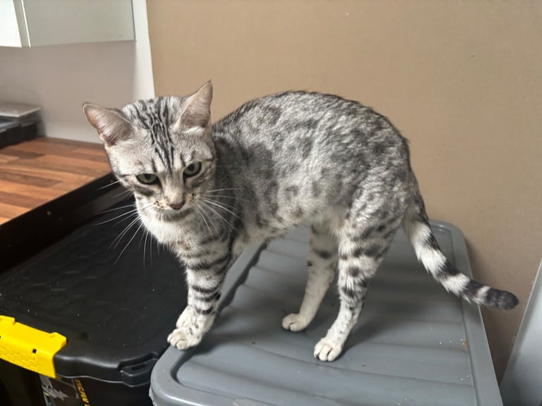 TICA Beautiful Silver Bengal Girl.