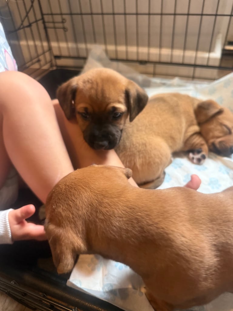 Saluki cross Rottweiler puppies 