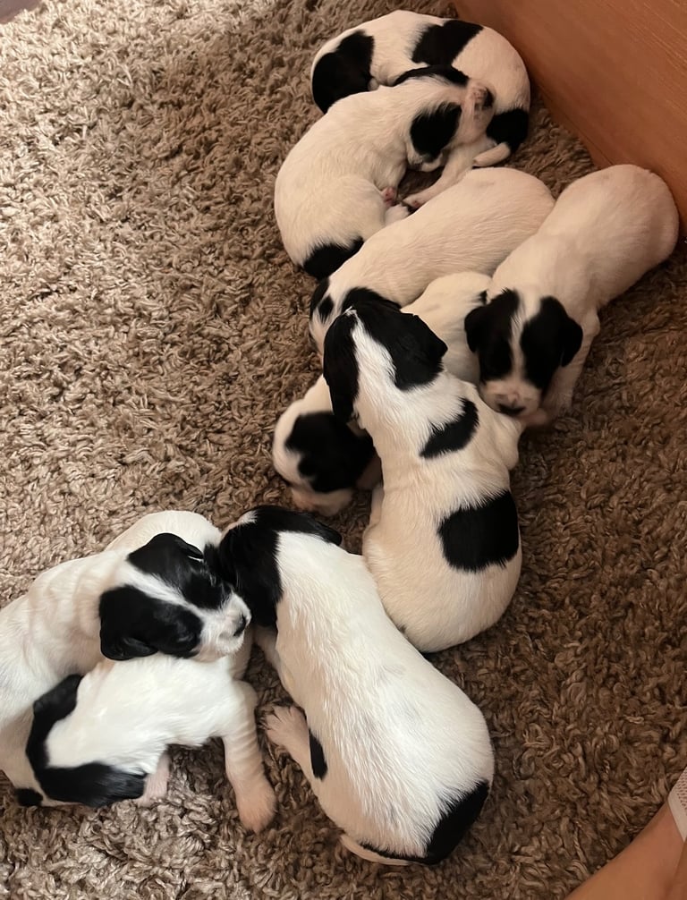 Pups for sale