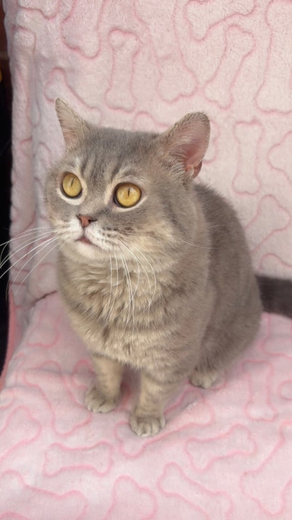 Cute and chunky male British shorthair kitten