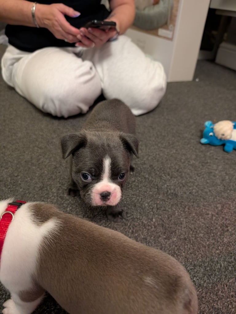 Frenchton pups