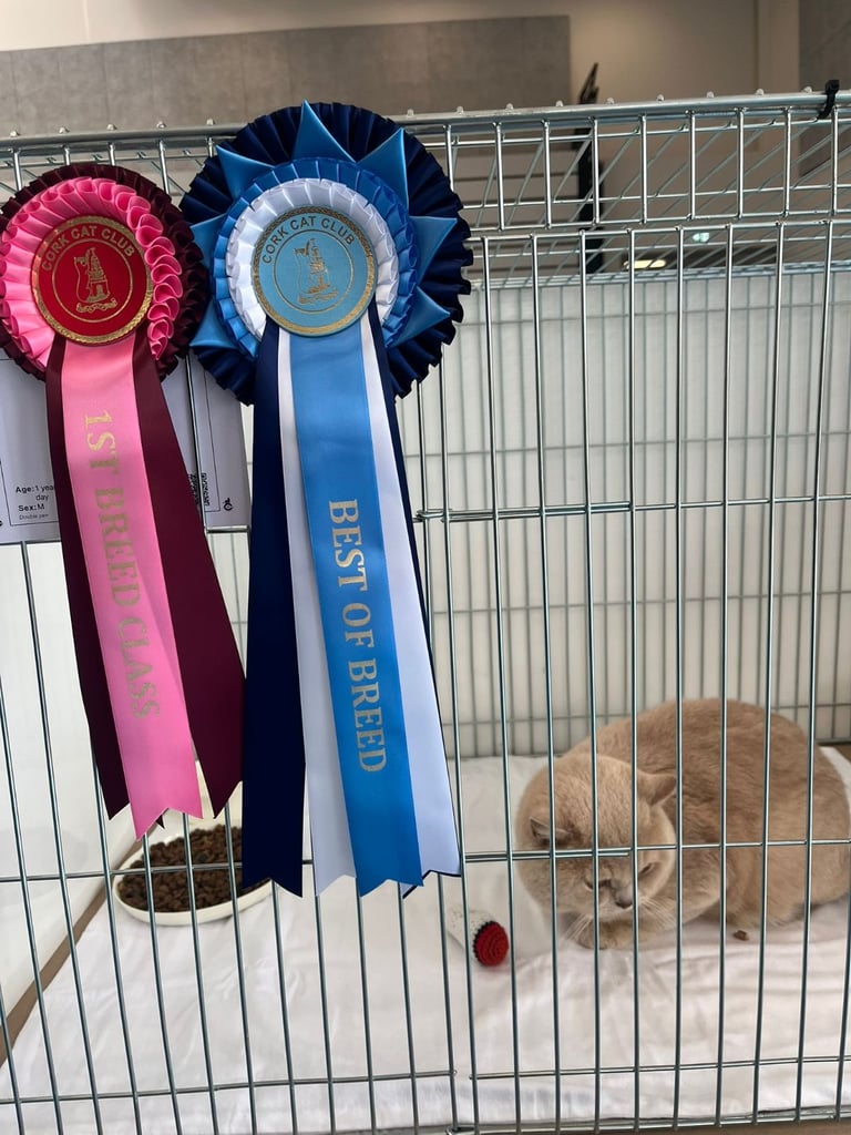 British shorthair 