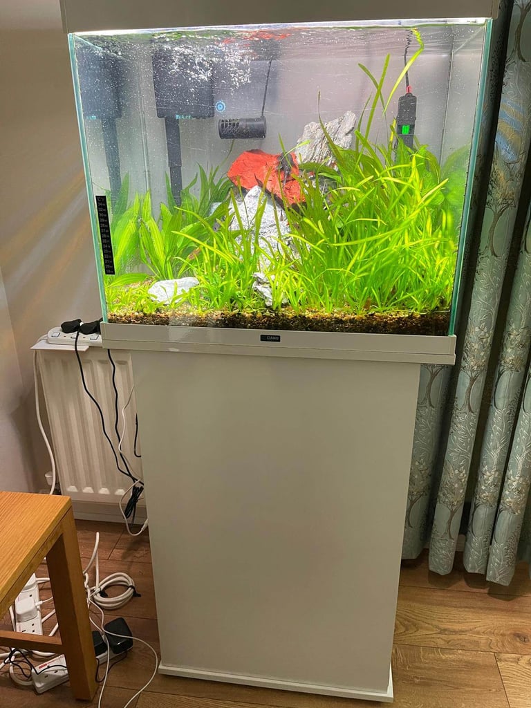 Fish tank with fish and accessories 