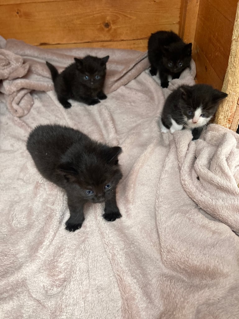 Kittens for sale 