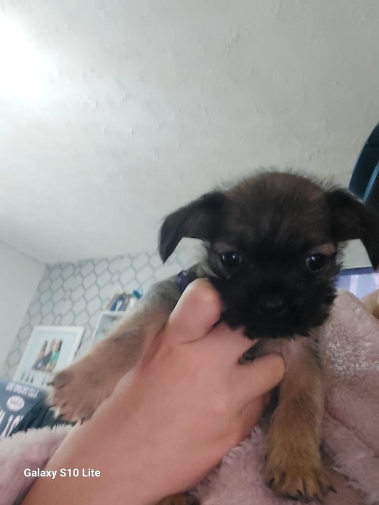 8 week old shitzu cross frenchie 