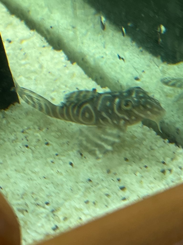 image for RARE L333 Gurupa Plecos. 2”3” plus. 