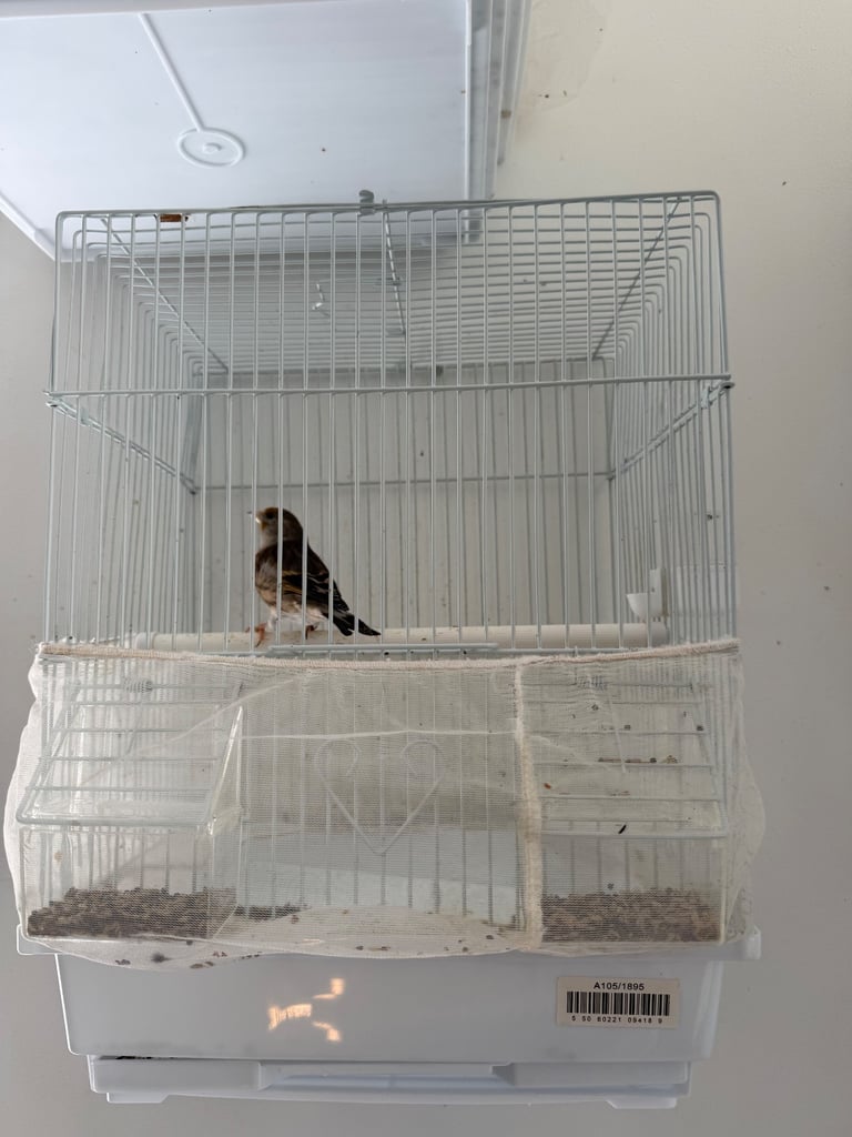 image for Canaries Goldfinch