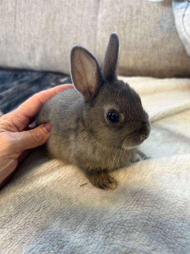ONLY ONE LEFT! Beautiful Netherland dwarf baby bunnies 