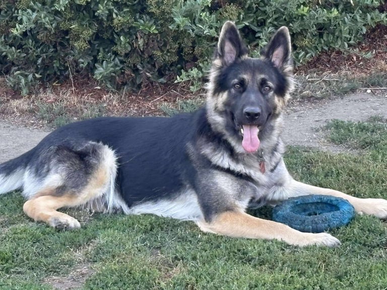 German shepherd puppies for sale 