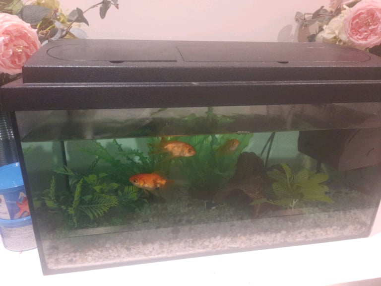 Fish tank and 3 x Goldfish £100