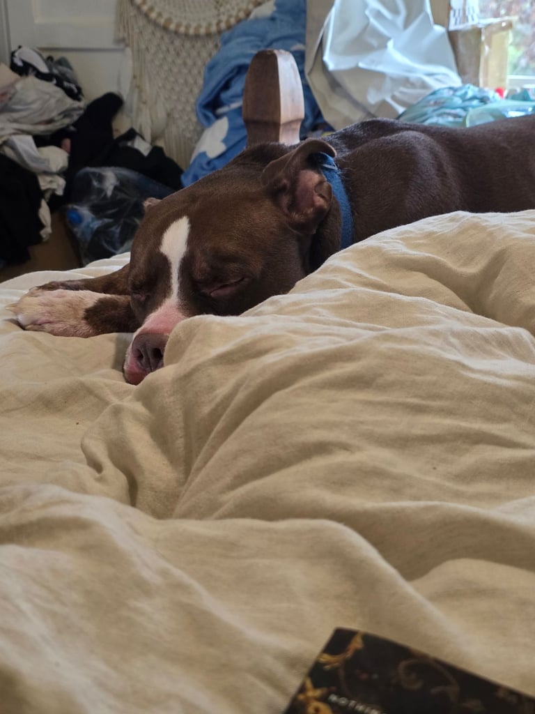 NO CAT home needed for a loving, energetic staffie x american bull dog.