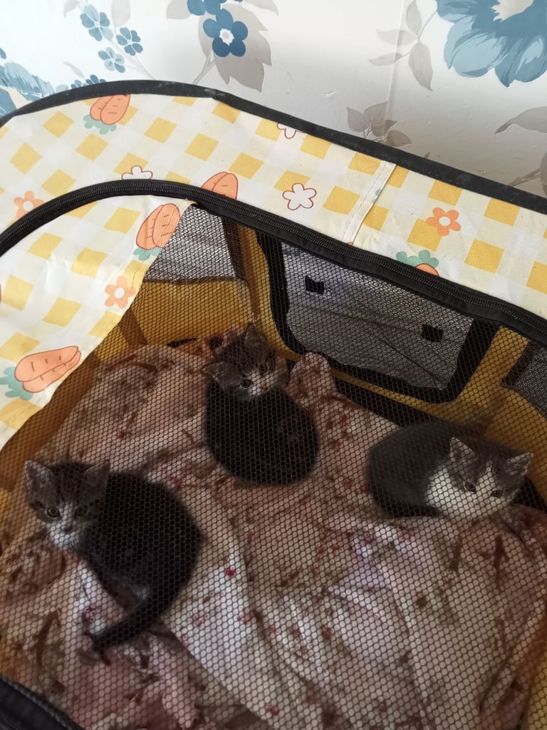 image for 3 kittens to be rehomed.