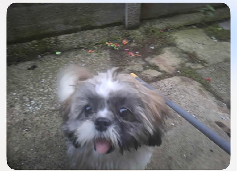 Gorgeous Malshi Puppy 