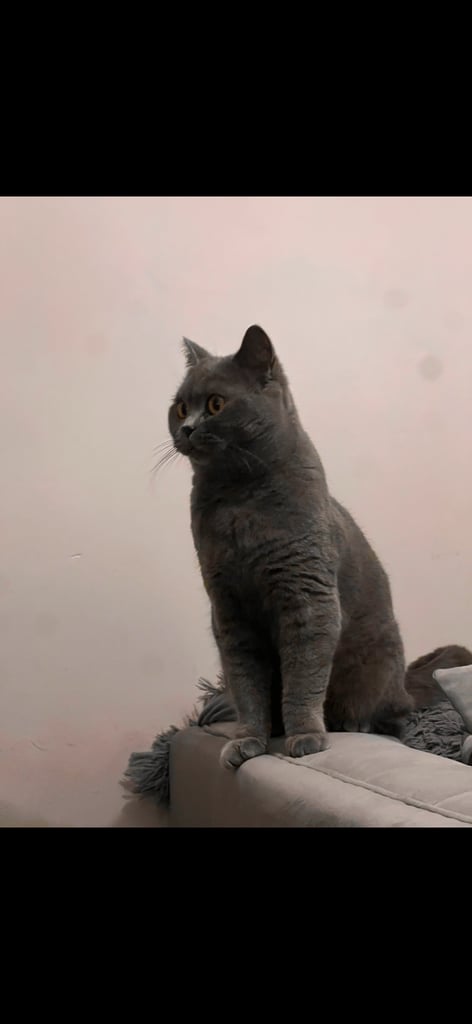 British Shorthair 