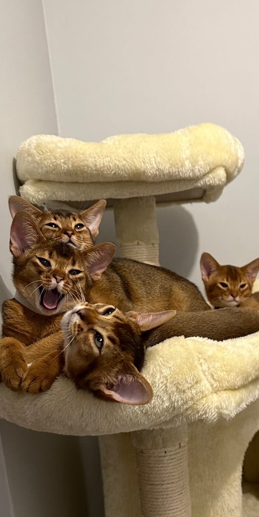 Abyssinian pedigree kittens