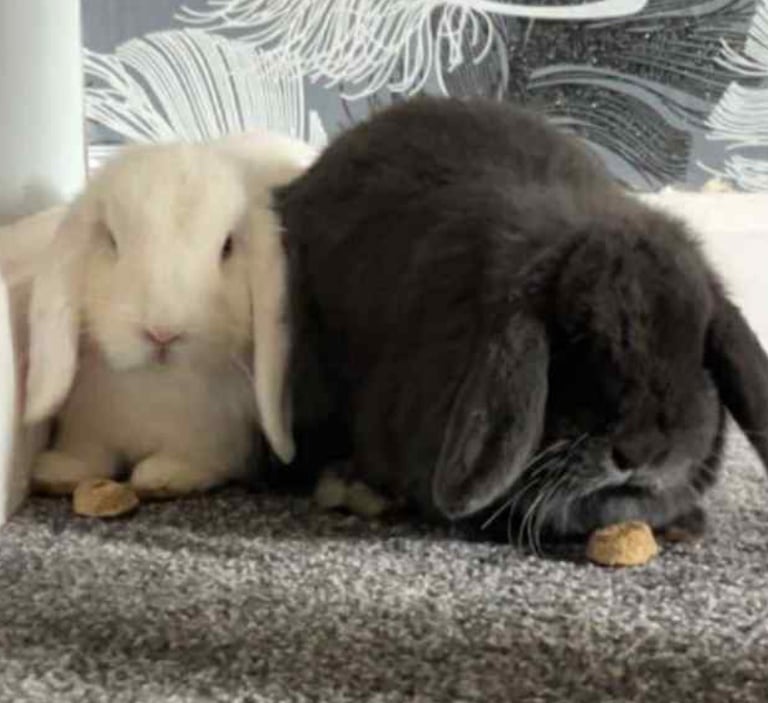 image for Mini loop rabbits 