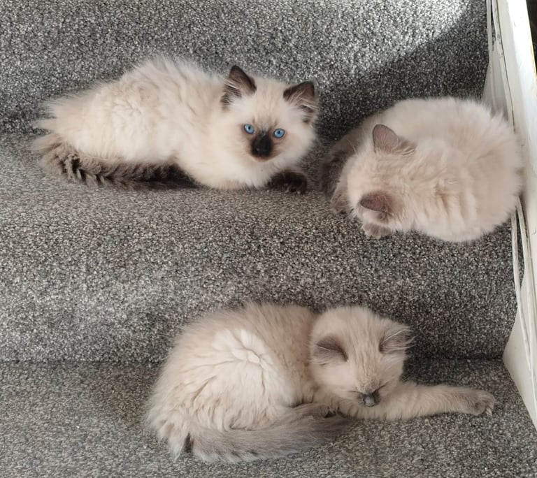 Beautiful Ragdoll Kittens 