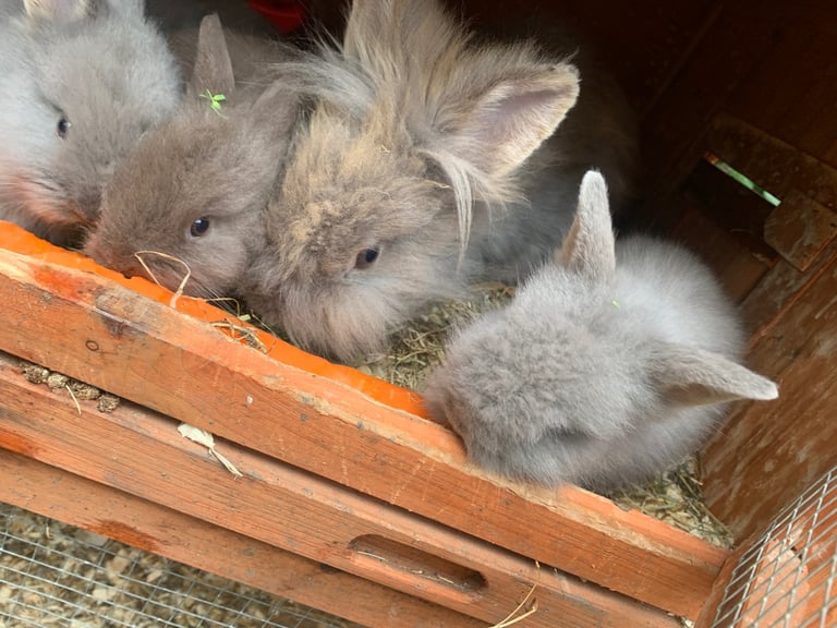 Lion head bunnies double main very fluffy 