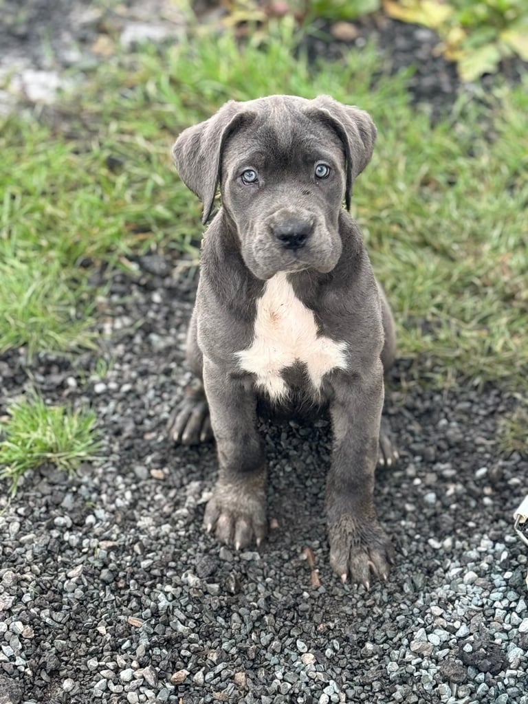 1 cane corso pup left