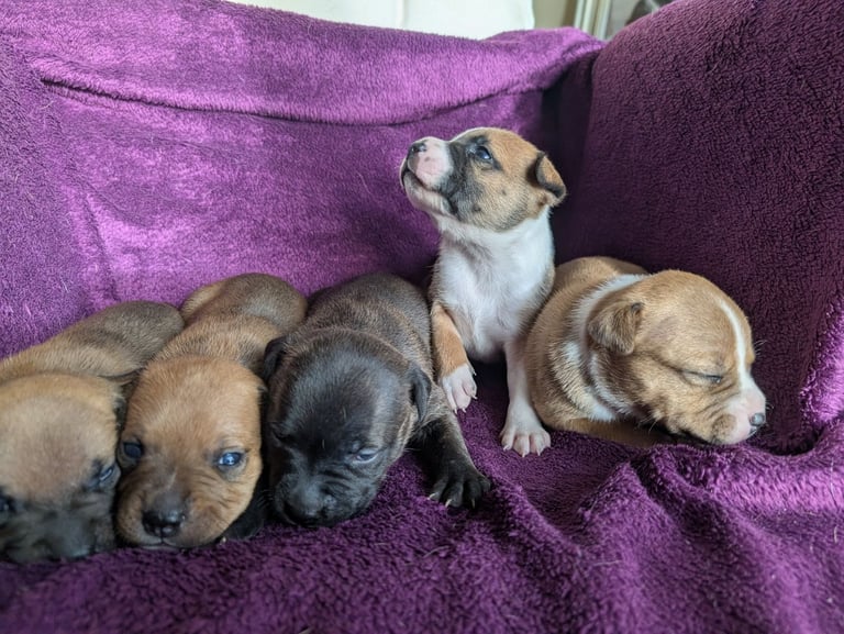 Stunning litter of Staffordshire bull terrier puppies 