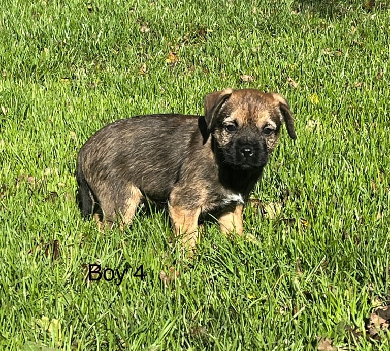Border terrier pups
