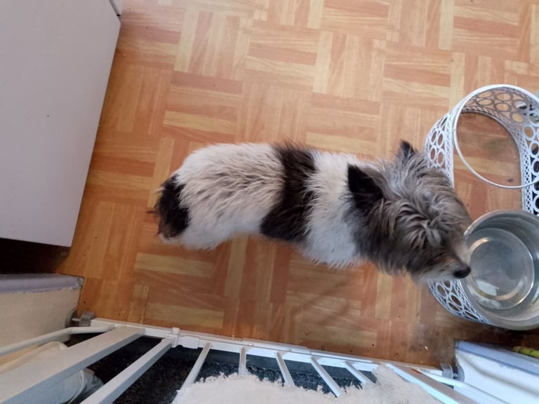 Jack Russell Cross female for sale 