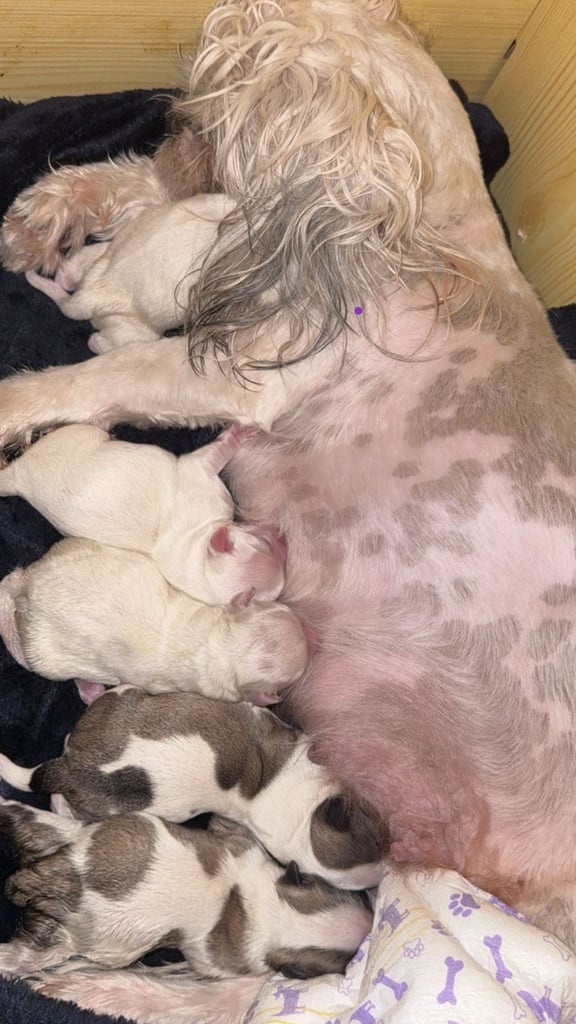 Adorable Shih Tzu x Bichon Maltese Puppies (Shichon/Teddy Bear)
