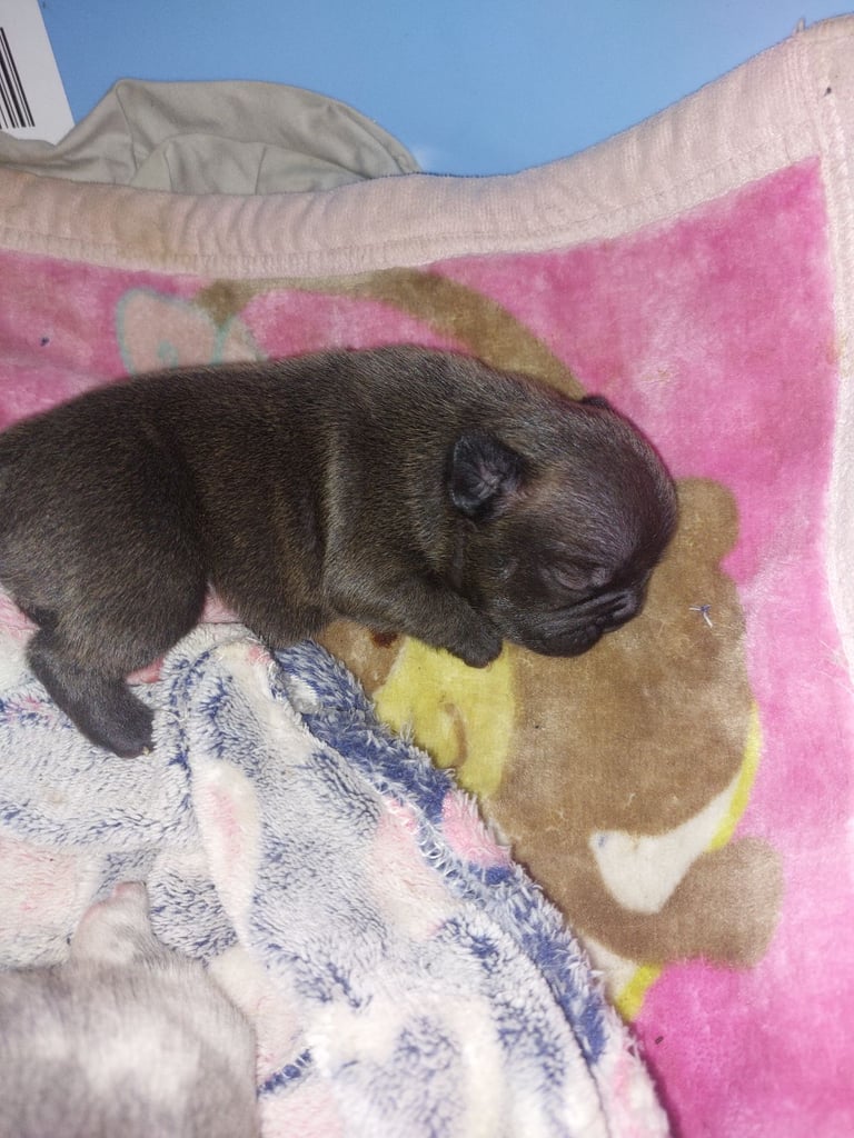2 female french bulldog puppies merle 