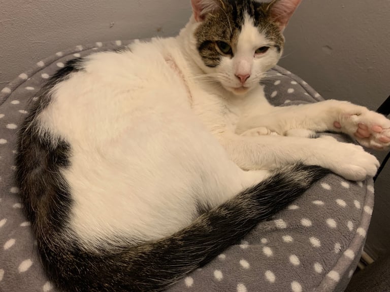 image for Male cat - Timmy 