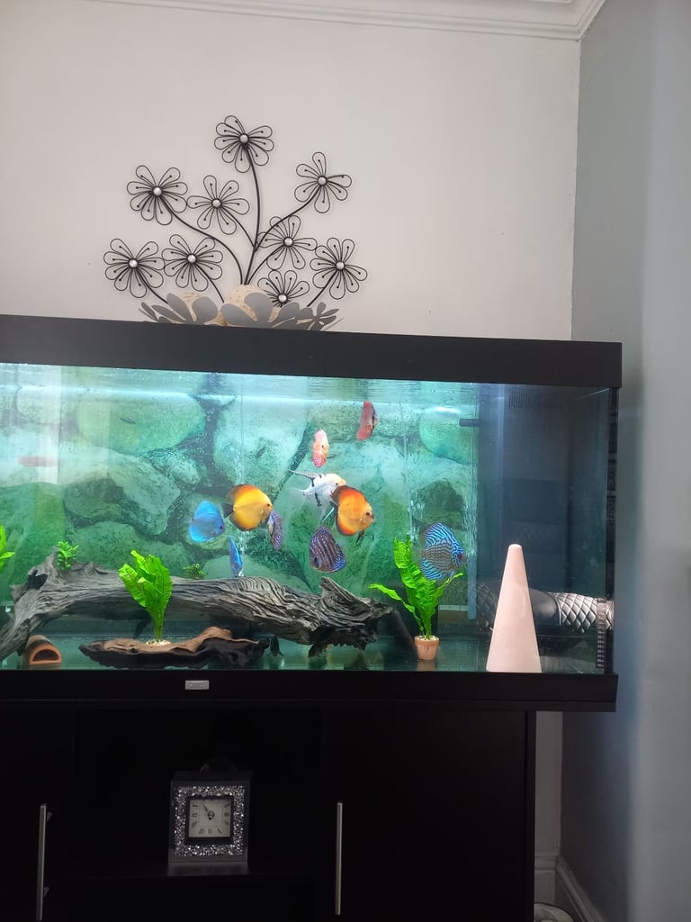 5ft juwel full set up