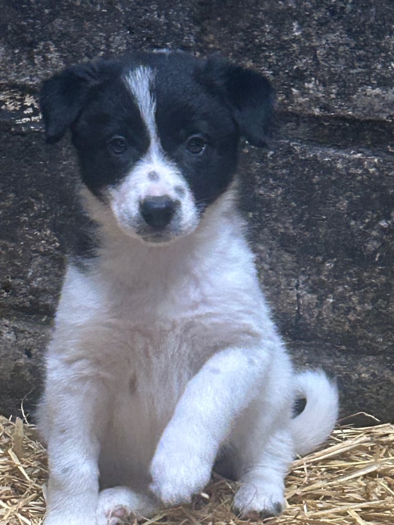 image for Border collie puppies 