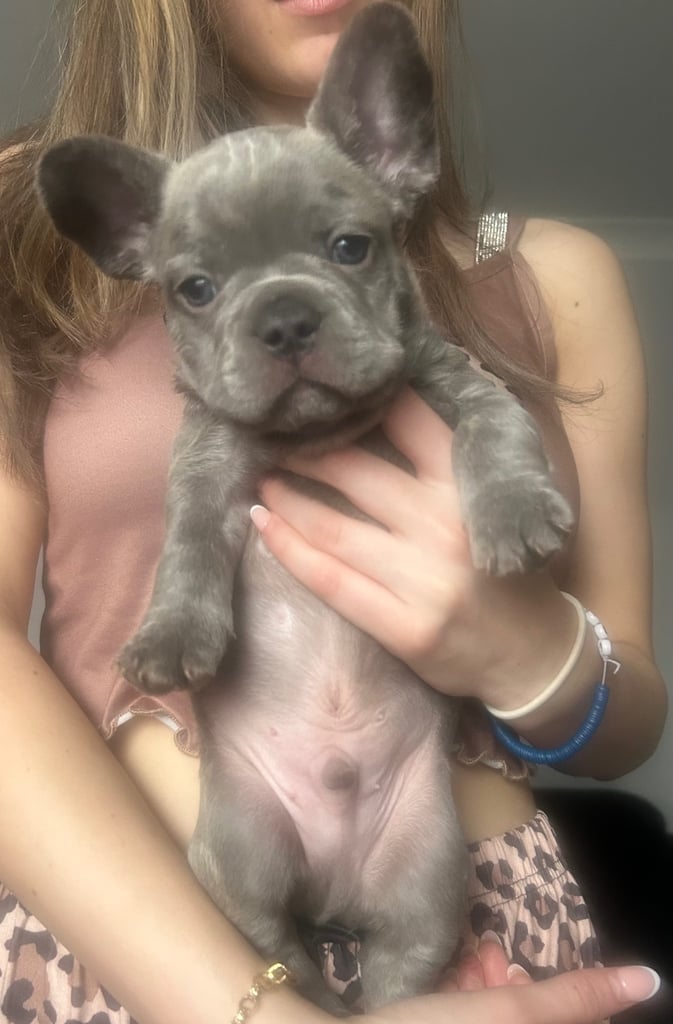 French bulldogs seek homes