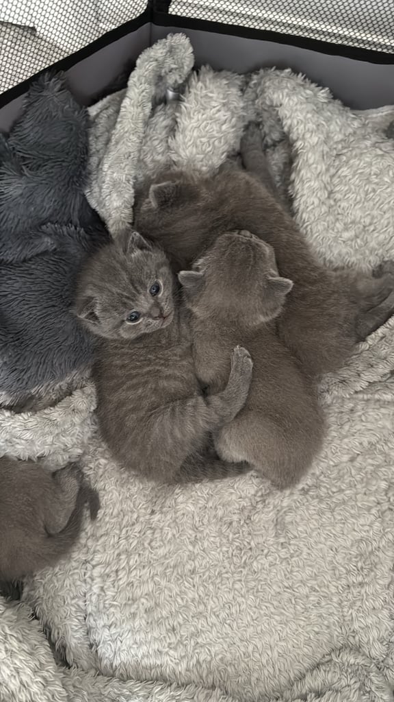 Gorgeous Blue Kittens – British Shorthair x Russian Blue Mix 