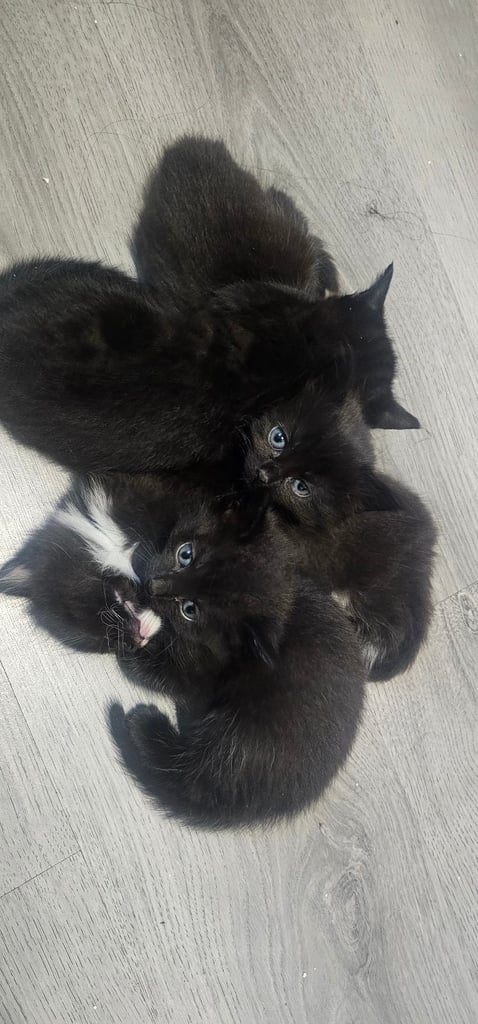 🐾 Adorable Black Kittens 🐾