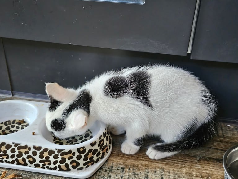 Kittens ready to go now