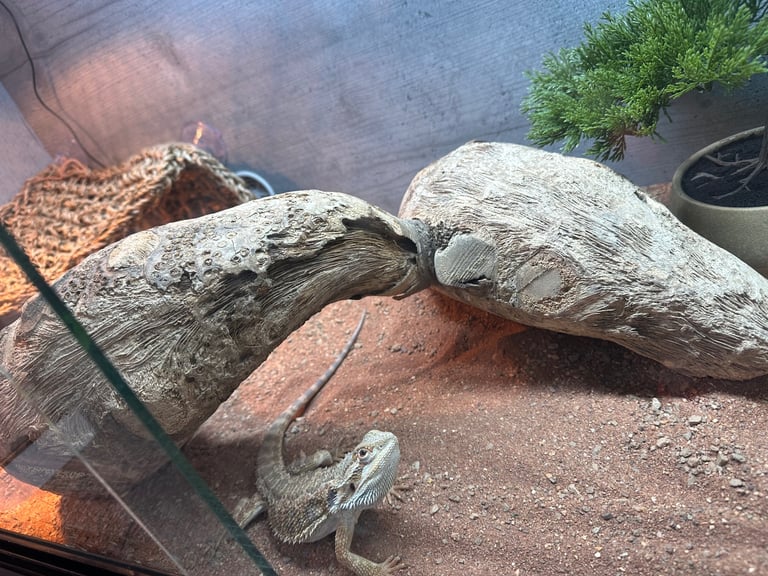 6 month male bearded dragon