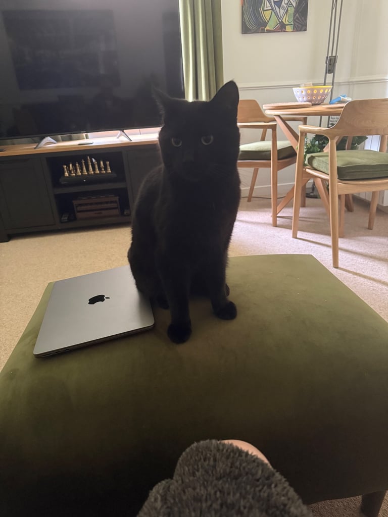 Bombay Cat