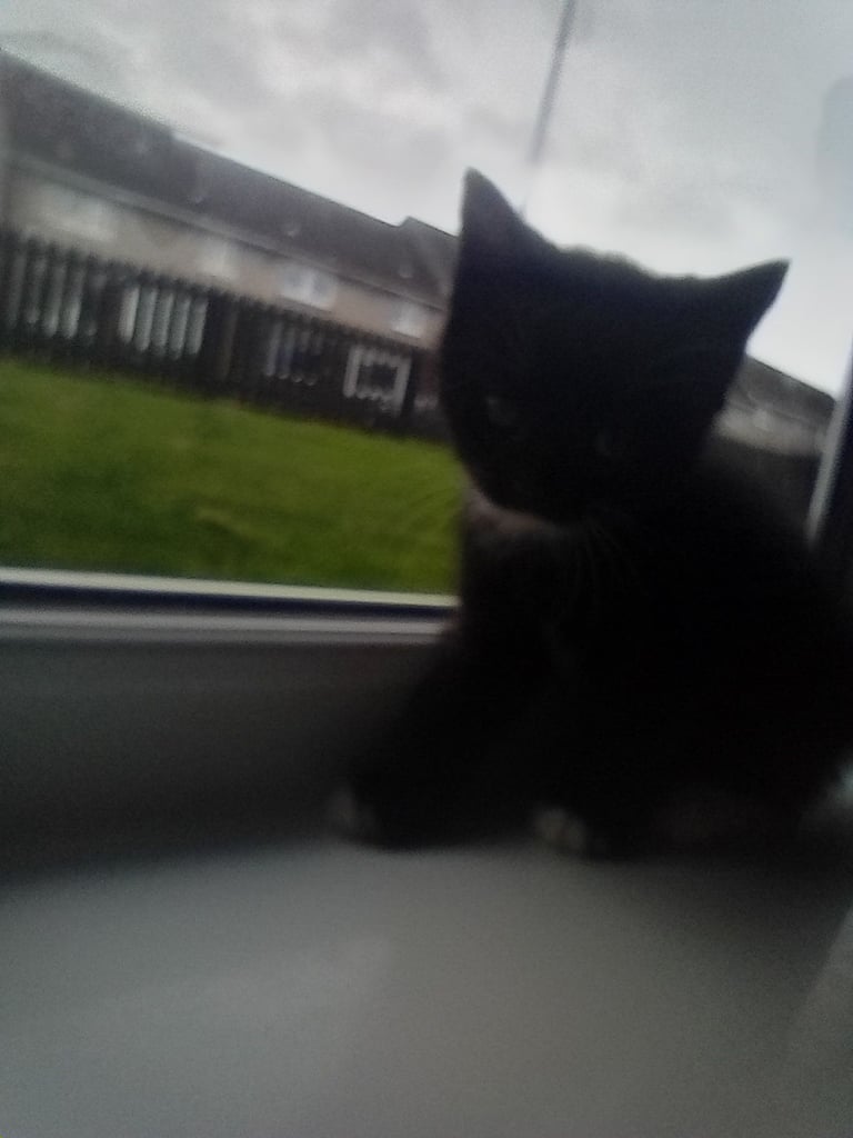 Kittens 