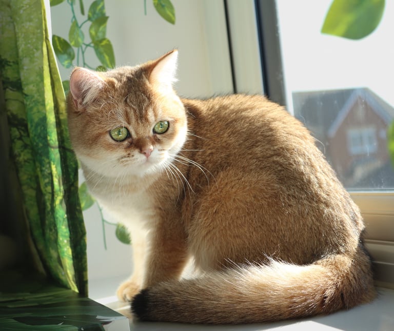 Golden chinchilla British shorthair 