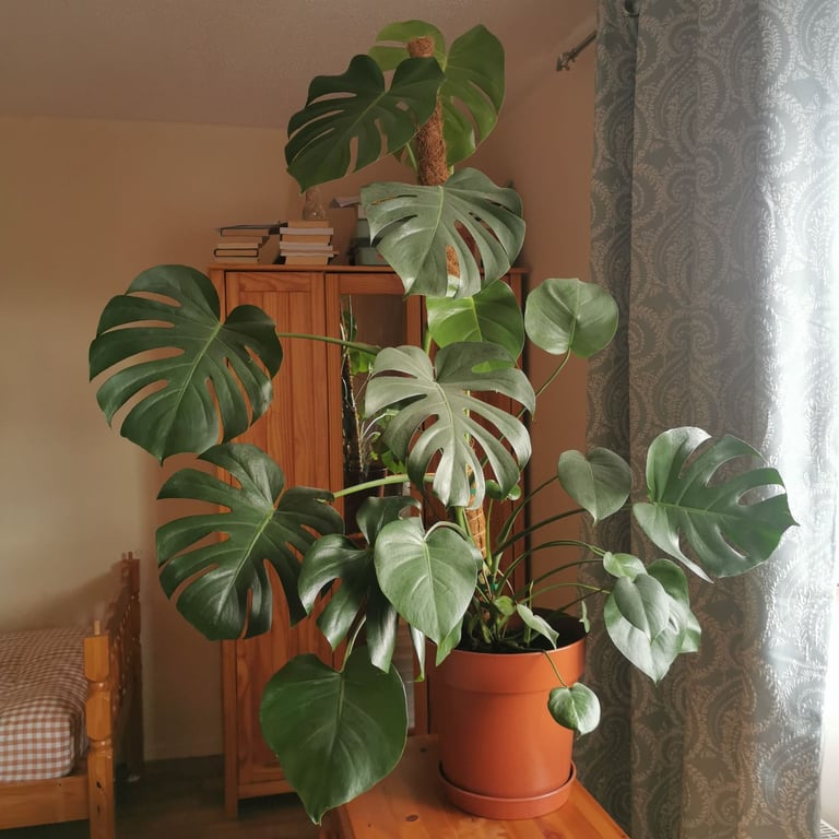 Monstera deliciosa indoor plant