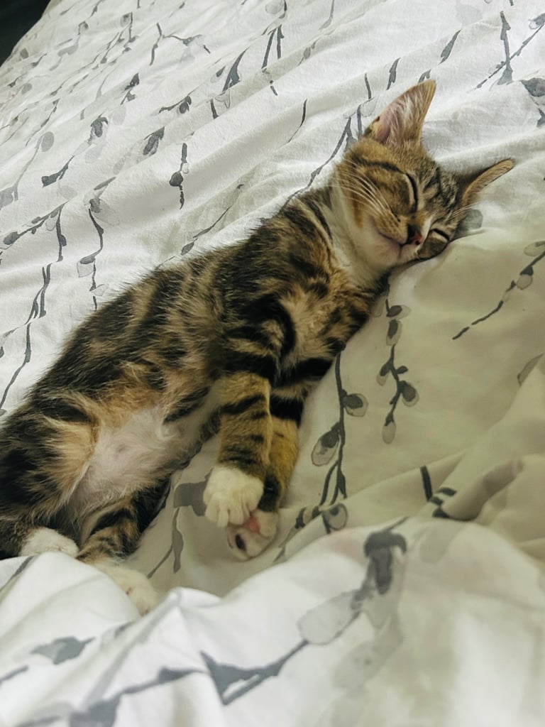 2 tabby little brother kittens must stay together ❤️