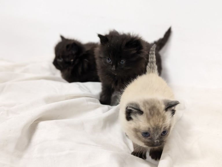 Cross ragdoll kittens x5