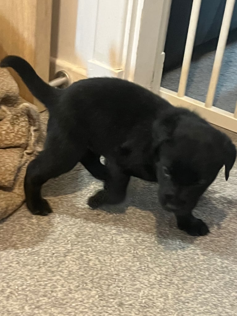 Lab cross dobe puppies