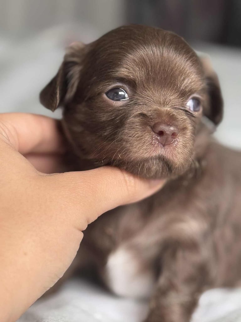 READY TO LEAVE SOON Blue Eye Merle, Tiny Longhair chihuahua 