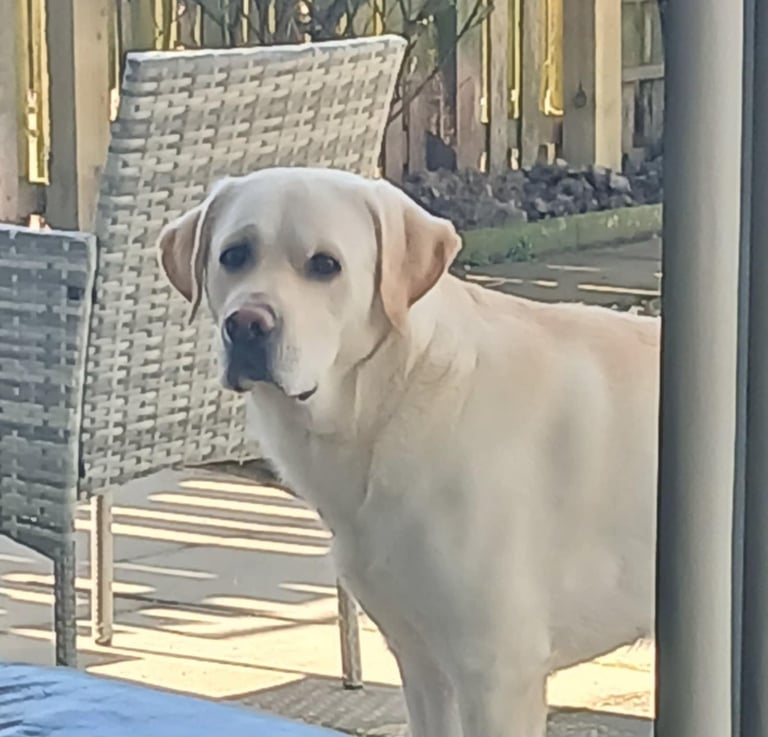 Labrador puppy for sale