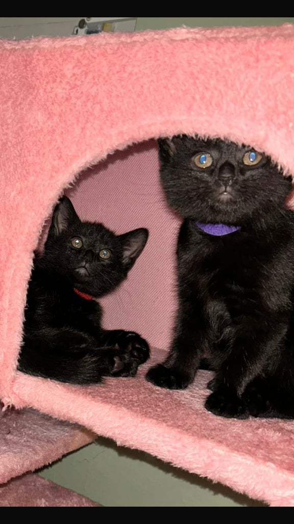 female black kittens 