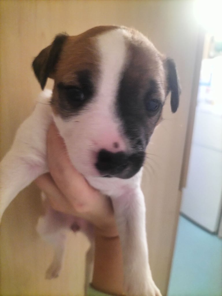 Cute mixed breed puppys 