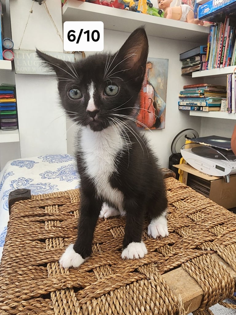 BOMBAY X SIBERIAN one off bargain