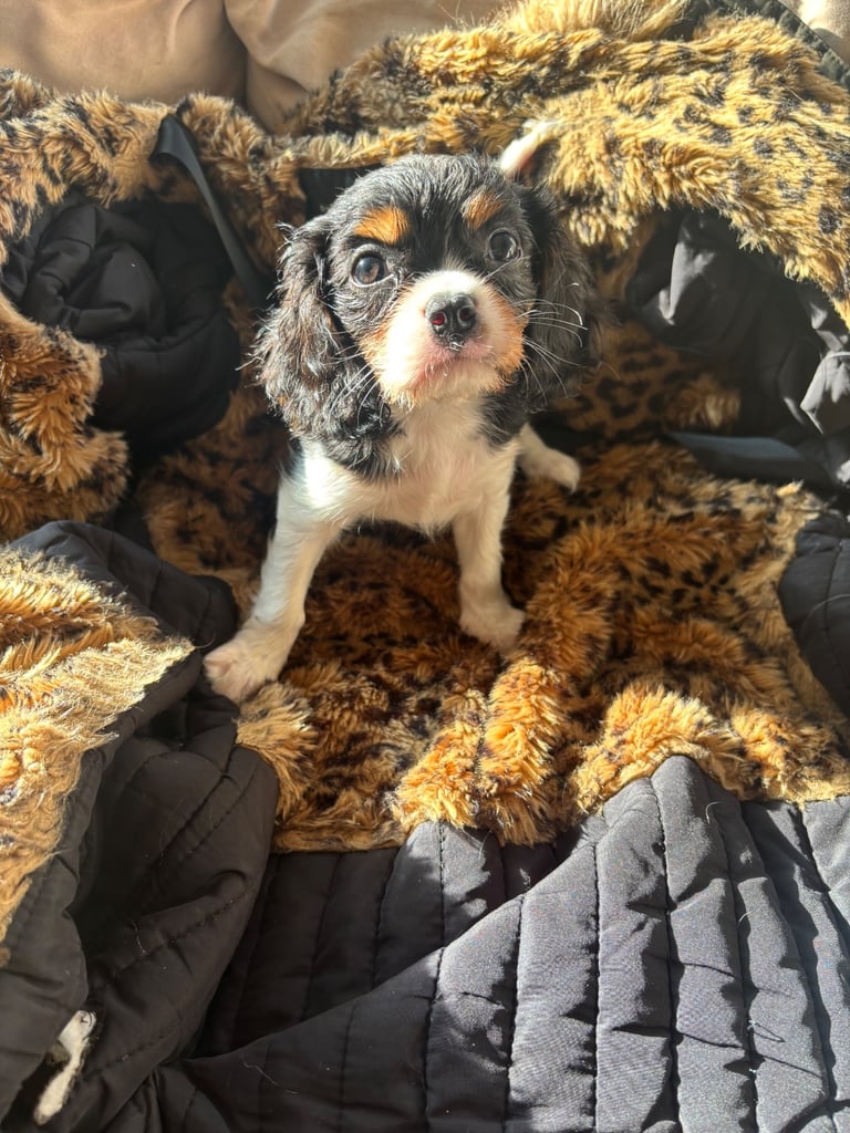 Cavalier King Charles 